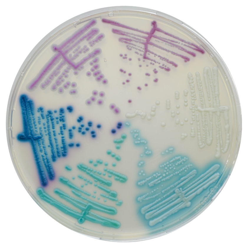 Chromagar Candida Plus Chromagar