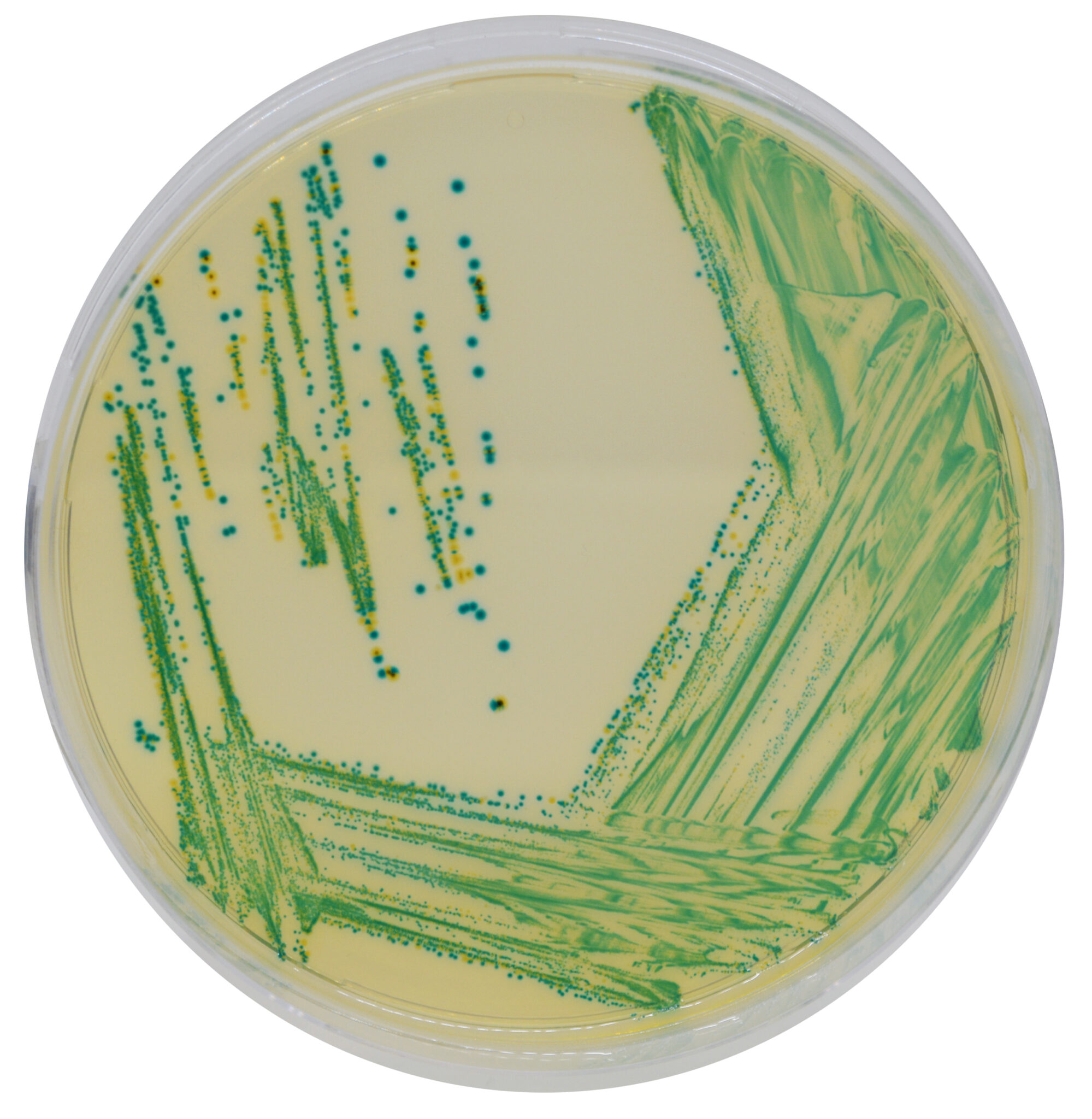 Chromagar™ Cronobacter - Chromagar